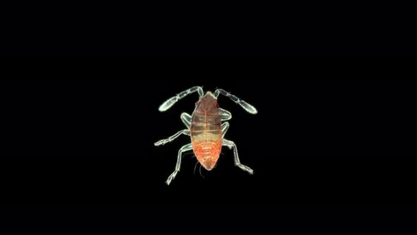 Larva of the red bug Heteroptera under a microscope. Possibly the family Pyrrhocoridae