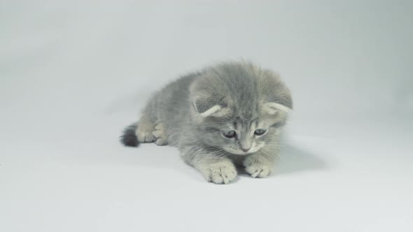 Funny Little Gray Fold Scottish Kitten Kitty Playing on