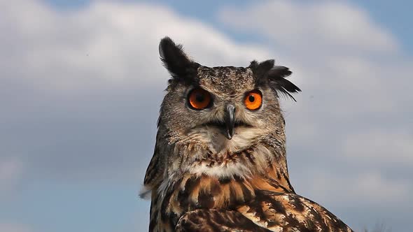 750089 European Eagle Owl, asio otus, Portrait of Adult Looking around, Real Time