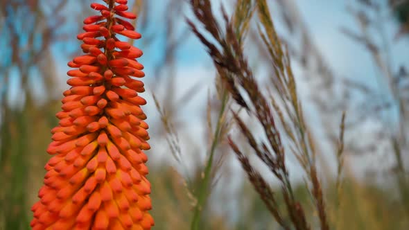 Bright Blooming Orange Flower On A Beautiful Background 