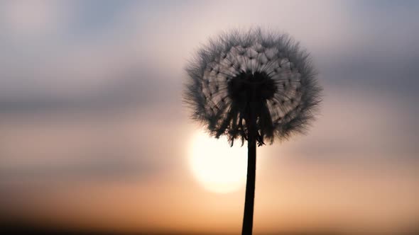 Dandelion