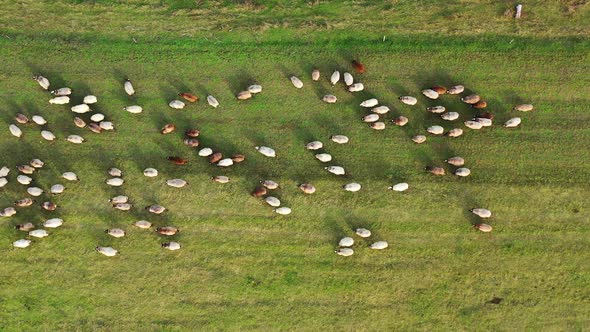 Sheep on a meadow. 