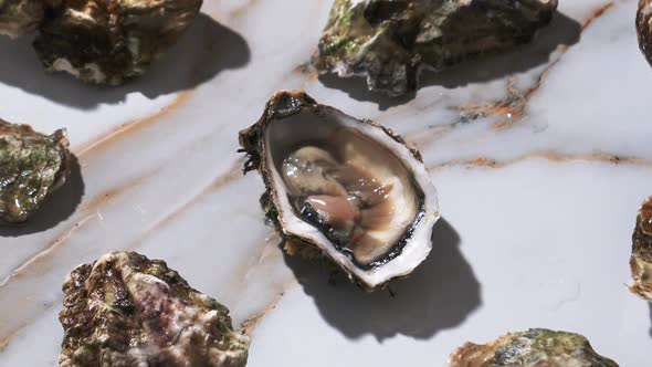 Video of fresh oysters on marble background