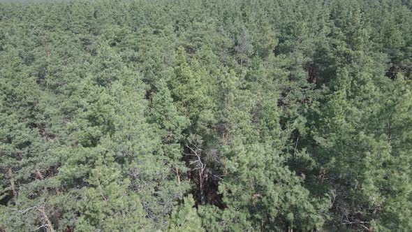 Green Pine Forest By Day Aerial View