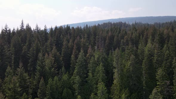 Stunning, expansive forest stretching through the Herald Provincial Park in British Columbia, Canada