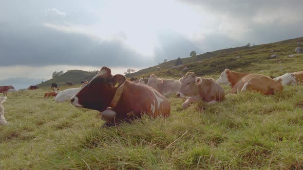 Alpine Breed Cows While Eating In The Pasture