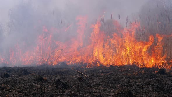 Fire in the Forest. Flame From Burning Dry Grass, Trees and Reeds. Slow Motion