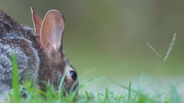 Grey Small Hare Eating Grass on Summer Field