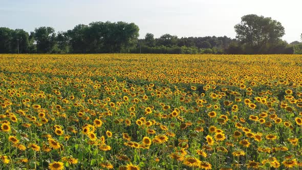 Field of Blooming Sunflowers in Summertime in Czech Republic