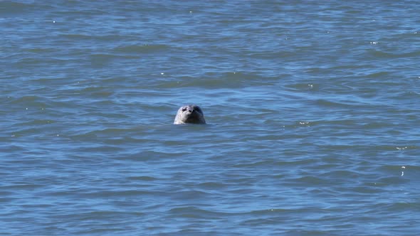 A monk seal catches its breath in the waters off the coast of Oregon.