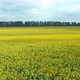 Yellow Flowering Field of Organic - VideoHive Item for Sale