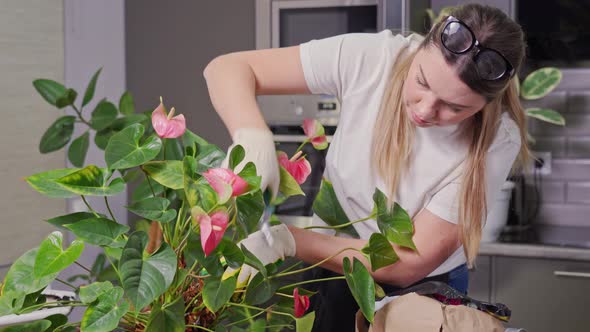 a Young Woman Gardener Cuts Dry Leaves with a Pruner From a Large Flower That Has Just Been