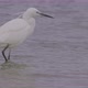 Little Egret Walks in a Lake - VideoHive Item for Sale