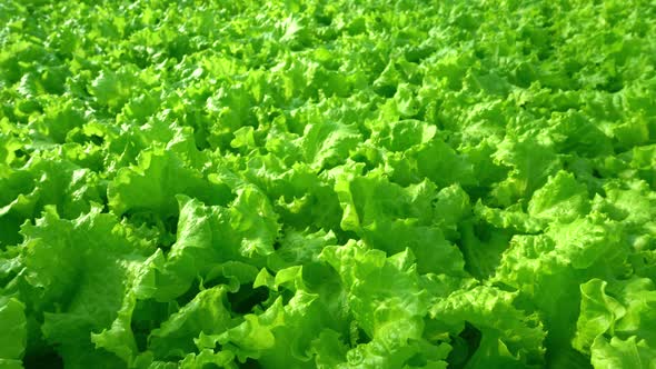 Grow Lettuce Closeup in the Greenhouse