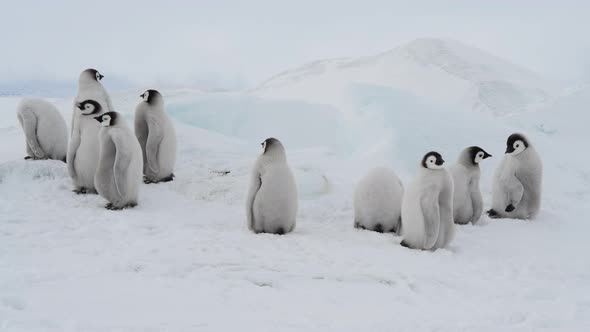 Emperor Penguin Chicks Aptenodytes Forsteri on the Ice