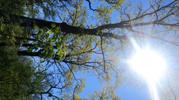 Vertical Video of the Forest in the Spring on a Sunny Day