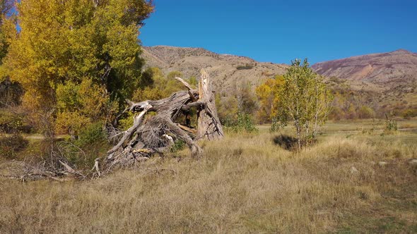 Broken big tree in nature.