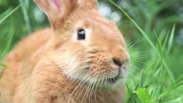 Closeup Portrait of Cute Adorable Red Fluffy Whiskered Bunny Muzzle Sitting on Green Grass Lawn in