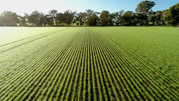 Flying over lush green cotton field; drone tilt-up shot, Australia