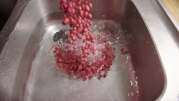 SLOW MOTION, foraged Rowan Berries are poured into water to be washed