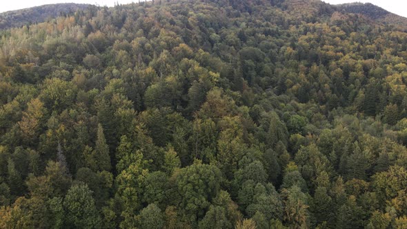 Trees in the Mountains Slow Motion. Aerial View of the Carpathian Mountains in Autumn. Ukraine