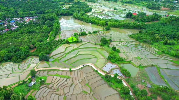 Aerial view of agriculture in rice fields for cultivation