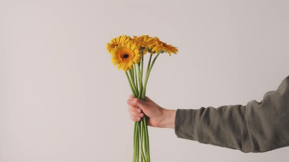 Hand gives a bouquet of yellow gerbera flowers on a white background.