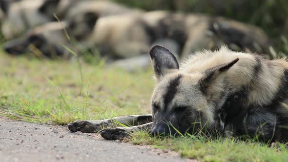 Close up African Wild Dog rouses from roadside nap to investigate