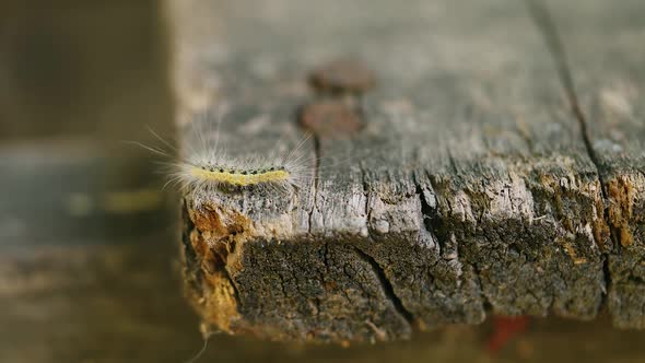 Caterpillar