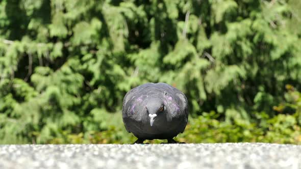 Wild Pigeon on Country Road - 01