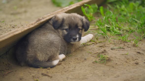 Cute Puppy Walks in His Yard