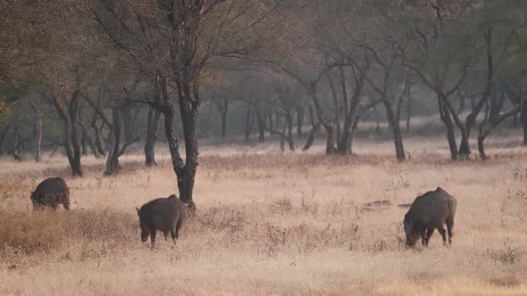 Male Indian Wild Boars Grazing in Ranthambore National Park, Rajasthan, India