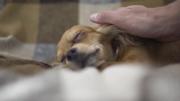 Adorable Funny Dog Chihuaha Sleeps on Plaid