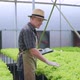 Caucasian male business owner observes about growing organic arugula on hydroponics farm - VideoHive Item for Sale