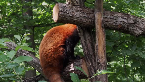 Red panda on the tree. Cute panda bear in forest habitat. Ailurus fulgens