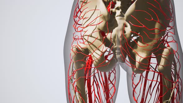 Science Anatomy of Human Blood Vessels alt