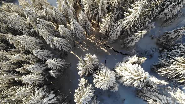 Aerial View Snow Covered Forest