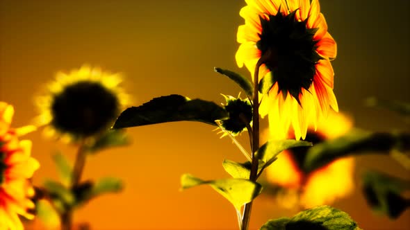 Big Beautiful Sunflowers at Sunset