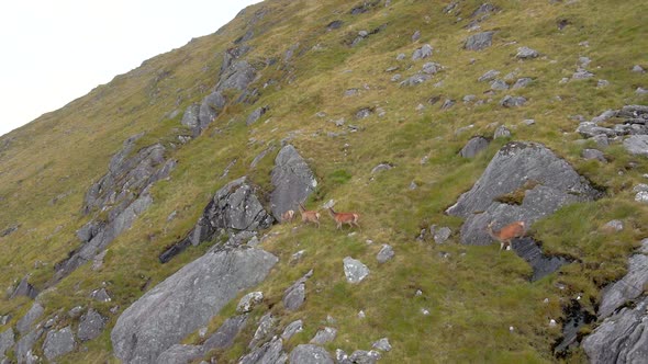 Red Deer Hinds Running On A Mountain in the Scottish Highlands