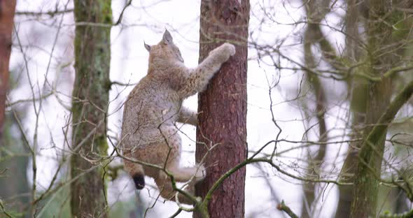 Playfull Lynx Cat Cub Climbing in a Tree in the Forest