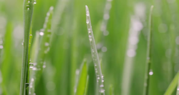 Green Grass Closeup Super Macro Shooting