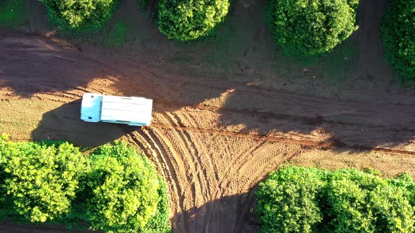 Overhead shot of sunny orange orchard