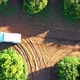Overhead shot of sunny orange orchard - VideoHive Item for Sale