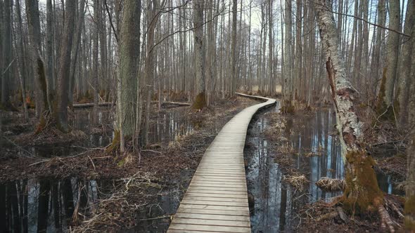 Sloka Lake Wooden Boardwalk in Swamp Tourist Trail in the Latvia. Walkpath in a Flooded Deciduous Fo