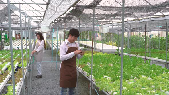 Asian men and women looking and check quality of green vegetable hydroponic farm  