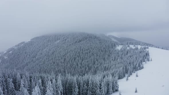 Aerial view of snow covered trees, Flying above winter Mountains