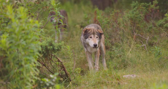 Wolves in a Wolf Pack Standing in the Forest at Summer Time