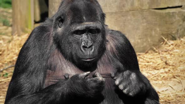 Female Gorilla At The Zoo On Sunny Day