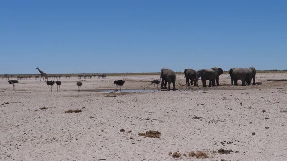 Elephants and ostrich around a small waterhole 