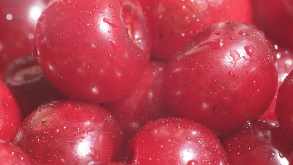 Red Juicy Sweet Cherries with Drops of Water Falling on Them